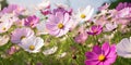 Field of Cosmos bipinnatus flowers seen from above, pink, white, intense purple