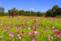 Field cosmos flower beautiful with sunshine Royalty Free Stock Photo