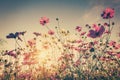 Field cosmos flower and sky sunlight with Vintage filter Royalty Free Stock Photo