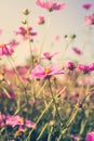 Field cosmos flower and sky sunlight with Vintage filter. Royalty Free Stock Photo