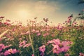 Field cosmos flower and sky sunlight with Vintage filter. Royalty Free Stock Photo