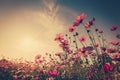 Field cosmos flower and sky sunlight with Vintage filter. Royalty Free Stock Photo