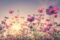 Field cosmos flower and sky sunlight with Vintage filter Royalty Free Stock Photo