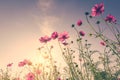 Field cosmos flower and sky sunlight with Vintage filter Royalty Free Stock Photo