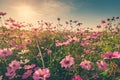 Field cosmos flower and sky sunlight with Vintage filter. Royalty Free Stock Photo