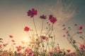 Field cosmos flower and sky sunlight with Vintage filter. Royalty Free Stock Photo