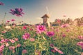 Field cosmos flower and sky sunlight with Vintage filter. Royalty Free Stock Photo