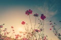 Field cosmos flower and sky sunlight with Vintage filter. Royalty Free Stock Photo