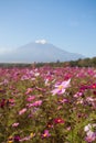 Field of cosmos flowers and Mountain Fuji in autumn Royalty Free Stock Photo