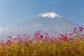 Field of cosmos flowers and Mountain Fuji in autumn Royalty Free Stock Photo