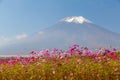 Field of cosmos flowers and Mountain Fuji Royalty Free Stock Photo