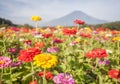 Field of cosmos flowers and Mountain Fuji in summer Royalty Free Stock Photo