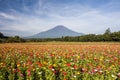 Field of cosmos flowers and Mountain Fuji Royalty Free Stock Photo