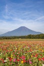 Field of cosmos flowers and Mountain Fuji in summer Royalty Free Stock Photo