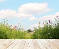 Field of Cosmos Flowers and sky Royalty Free Stock Photo