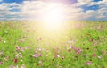 Field of Cosmos Flowers and sky Royalty Free Stock Photo