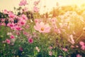 Field cosmos flowre and sunset with vintage tone. Royalty Free Stock Photo