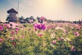 Field cosmos flowre and sunset with vintage tone. Royalty Free Stock Photo