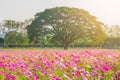 A field of cosmos with giant tree, Mountain in the background Royalty Free Stock Photo