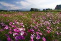 Field of Cosmos IV Royalty Free Stock Photo