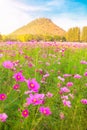 A field of cosmos with Mountain in the background Royalty Free Stock Photo