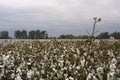 Missouri Cotton 2019 III Royalty Free Stock Photo