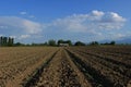 Field with cotton plants. Cotton plants just start growing Royalty Free Stock Photo