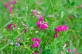 Field in countriside full uf sweet pea plants with pink flowers