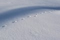 The field coverd with snow and shadows and animal footprints Royalty Free Stock Photo