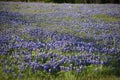 Field covered in Blue Bonnets in East Texas Royalty Free Stock Photo