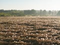 A field covered in cobwebs at sunrise Royalty Free Stock Photo