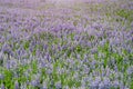 Field covered with colorful lupine flowers.