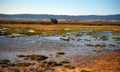 field covered with glasswort, marshes in the sandbank