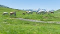 Field covered in the grass surrounded by grazing cows with mountains on the background in Spain Royalty Free Stock Photo