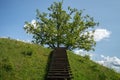 Field covered in grass and trees with wooden stairs under a blue sky and sunlight Royalty Free Stock Photo