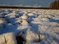 Field covered with light snow. Forest on the horizon. Blue sky. Symbol of frosty winter Royalty Free Stock Photo