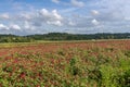 A field covered with red flowers of Hedysarum coronarium commonly called french honeysuckle Royalty Free Stock Photo