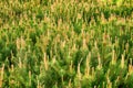 Field covered by small young pines Royalty Free Stock Photo