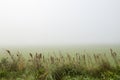 Looking over a misty field with high grass in the foreground