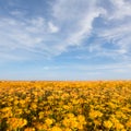 Field covered by wild yellow flowers under a blue cloudy sky Royalty Free Stock Photo