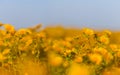 Field covered by wild yellow flowers under a blue cloudy sky Royalty Free Stock Photo