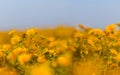 Field covered by wild yellow flowers under a blue cloudy sky Royalty Free Stock Photo