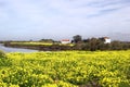 Field covered in yellow flowers and trees surrounded by a river under the cloudy sky Royalty Free Stock Photo