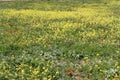 Field of Sinapis Flowers