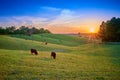 Field of Cows Grazing at Sunset Royalty Free Stock Photo