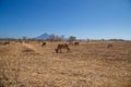 field and cows during summer in Nicaragua