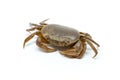 Field crab closeup detail animal
