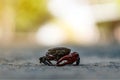 field crab find something in the rice field