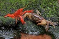 A field crab Parathelphusa convexa is ready to attack a crayfish Cherax quadricarinatus when they meet on a moss-covered rock Royalty Free Stock Photo