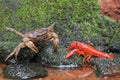 A field crab Parathelphusa convexa is ready to attack a crayfish Cherax quadricarinatus when they meet on a moss-covered rock Royalty Free Stock Photo